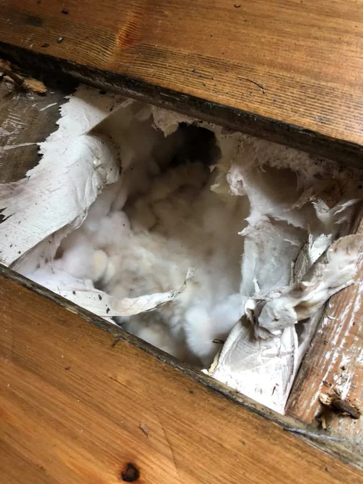 Dry rot fungal growth