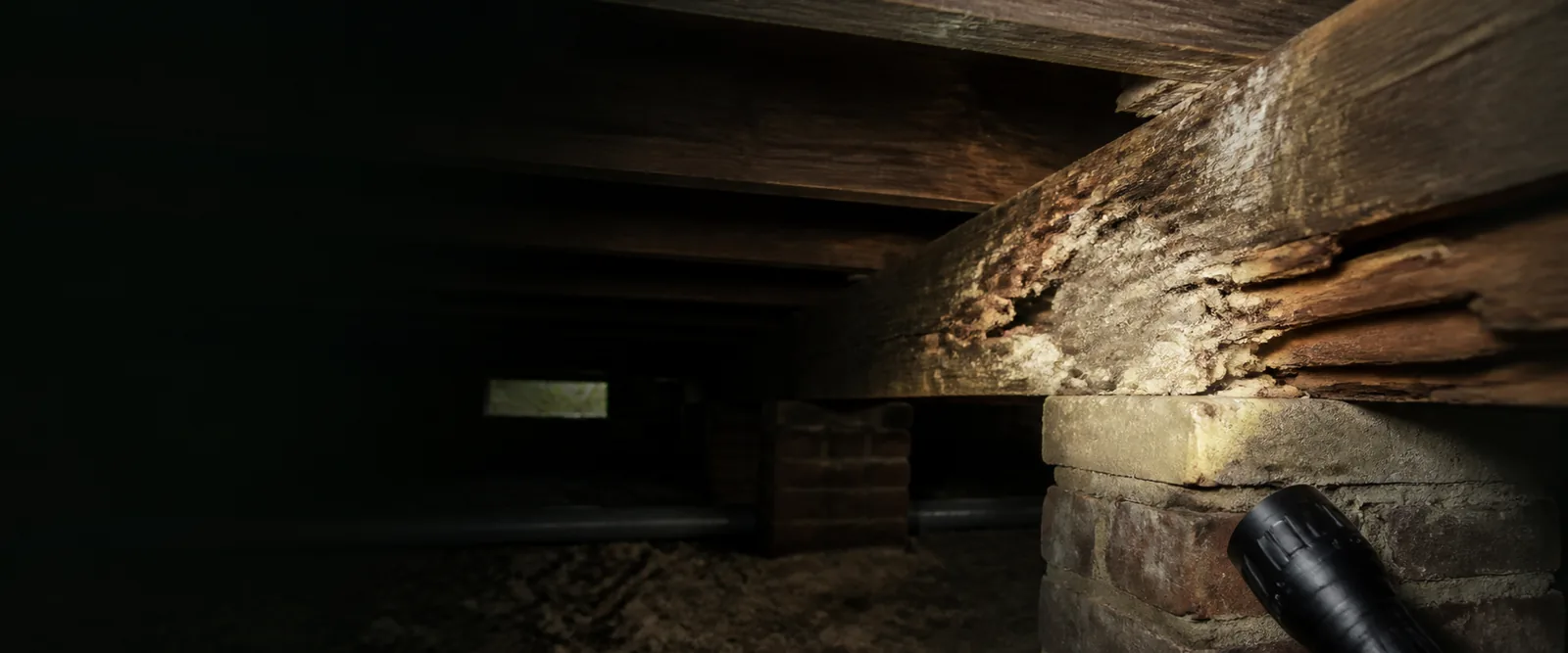 Wet and dry rot decay affecting structural timber