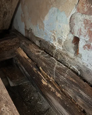 Affected structural timber with dry rot strands spreading toward masonry