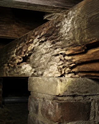 Wet and dry rot decay affecting a structural joist