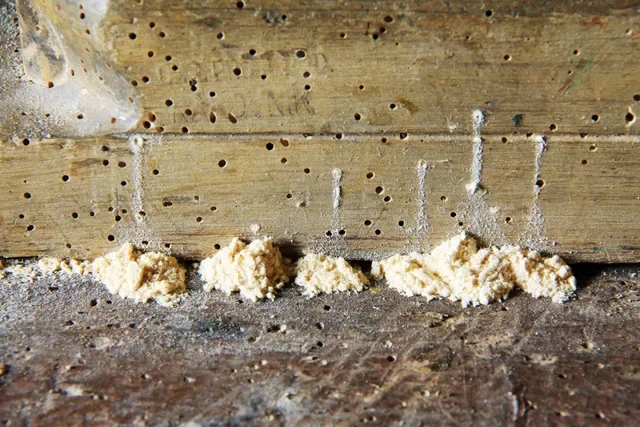 Woodworm damage in timber